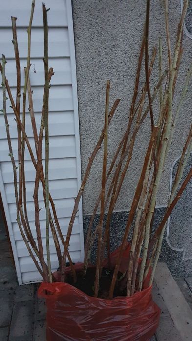 Продам саженцы малины