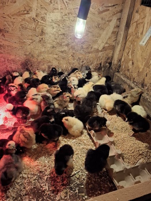 Animale de casa de vinzare