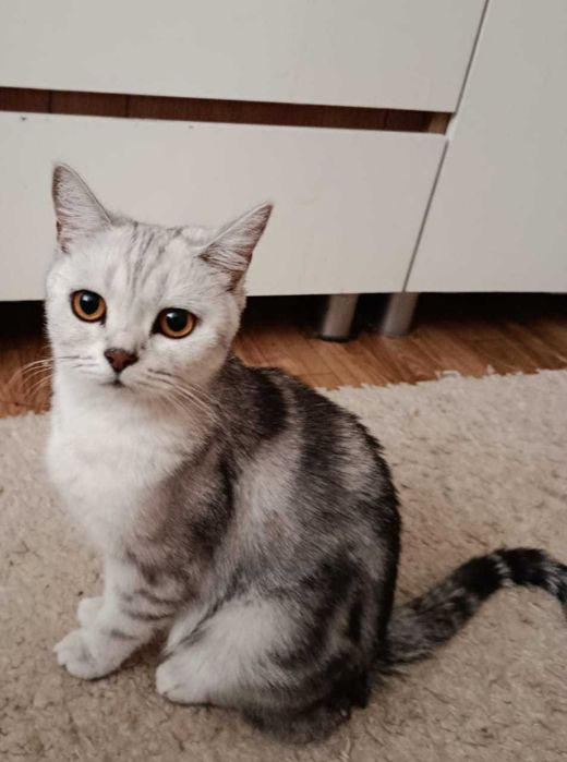 котята британцы короткошерстные