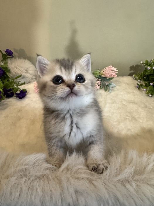 Продается голубое золото, британский мальчик