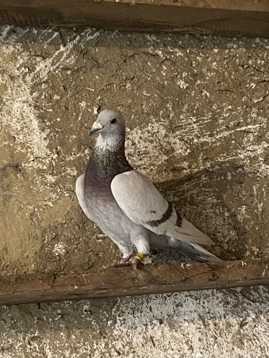 Vând sau schimb 15 porumbei voiajori