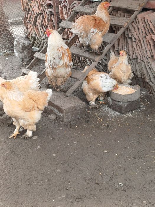 Păsări și  pui brahma