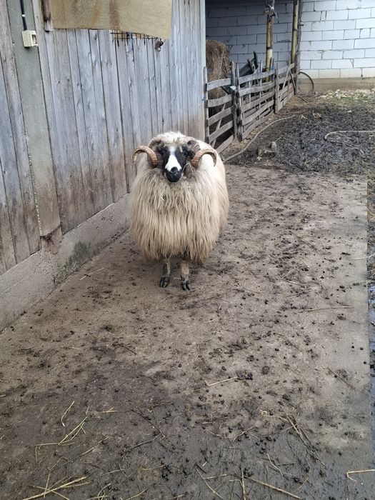 Berbec tânăr bun de ținut