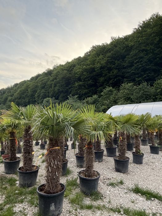 Palmieri și maslini  cu transport și plantat fără costuri