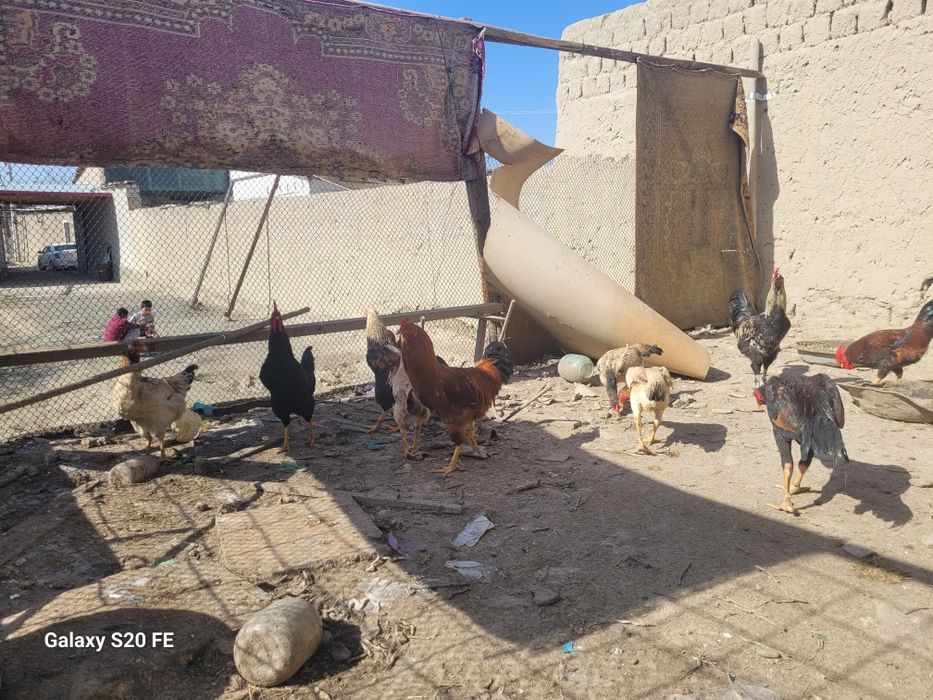 Хурозла сотилади