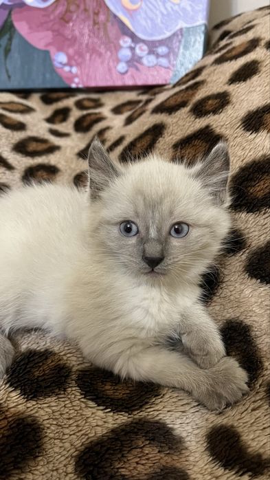 Котенок Американский Керл