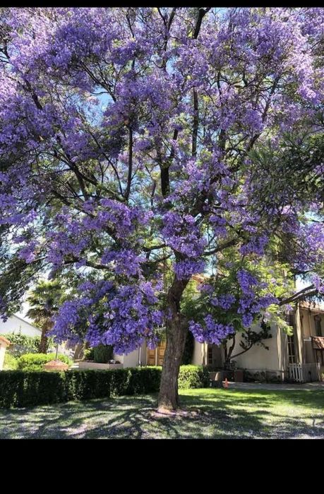 Butasi repicati Paulownia Shantong și Tomentosa, puieti anul 2