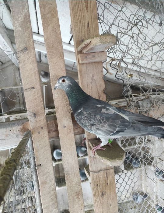 Desființare crescătorie porumbei voiajori belgieni cu rezultate expo