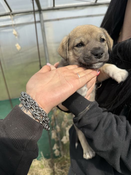 Подарявам кученца