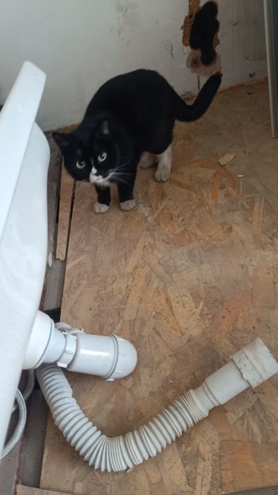 Уличный кот, ласковый