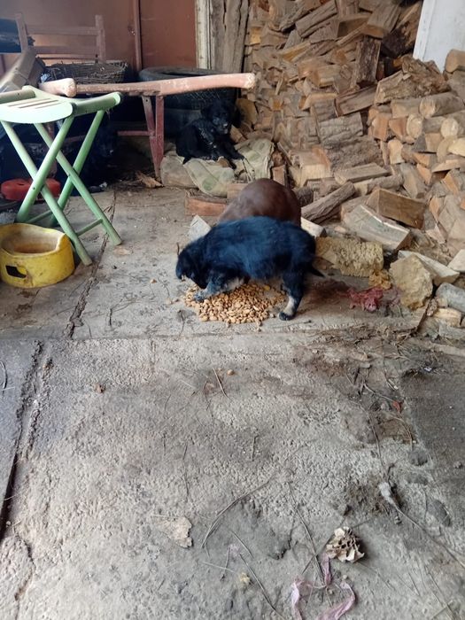 Donez catei teckell/brack