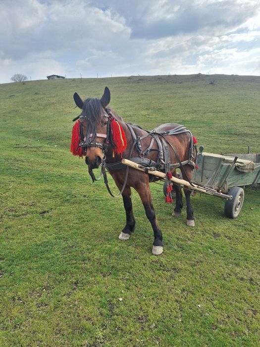 De vânzare  iapă de 7 ani