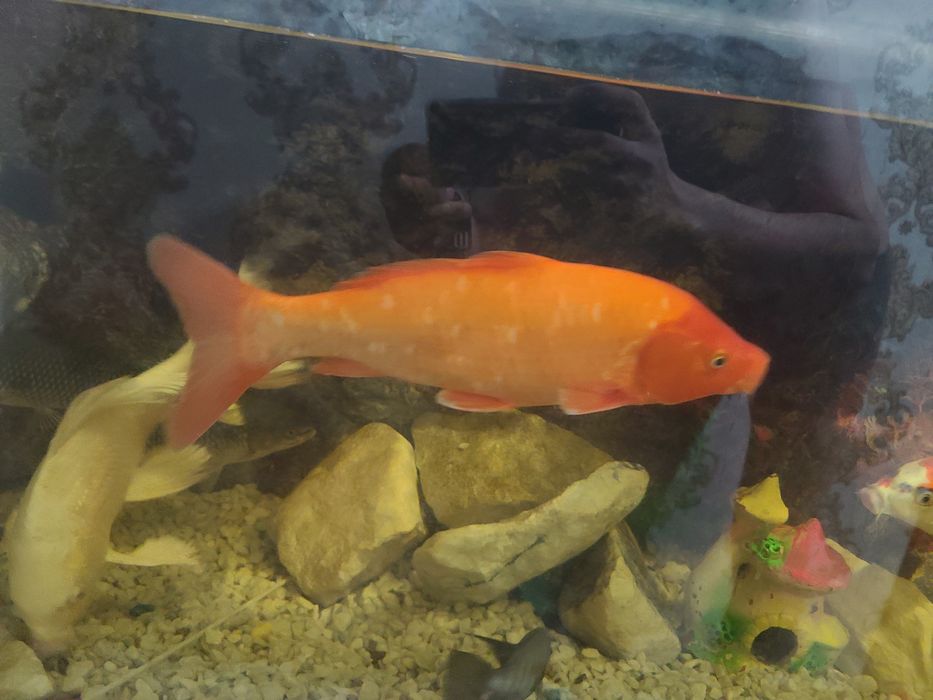 Akvarium baliqlari har xil turdagi.  O‘lchamlari katta.