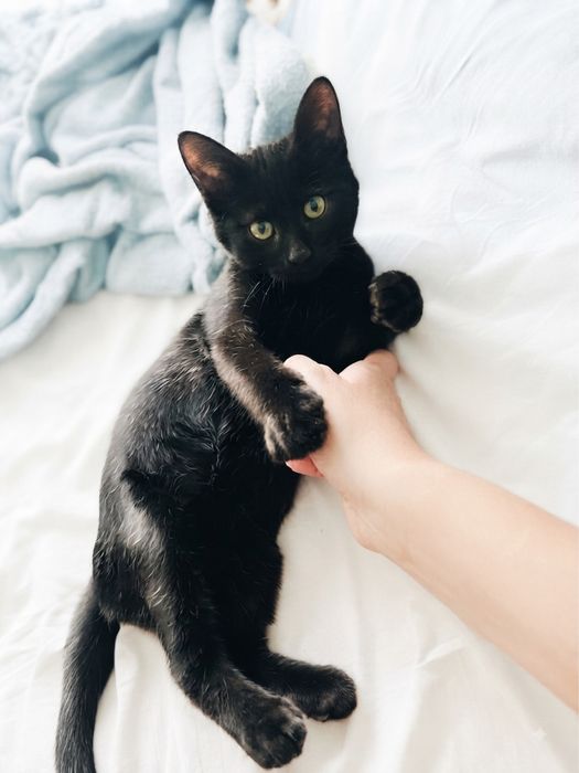 Котенок, котята в одни руки