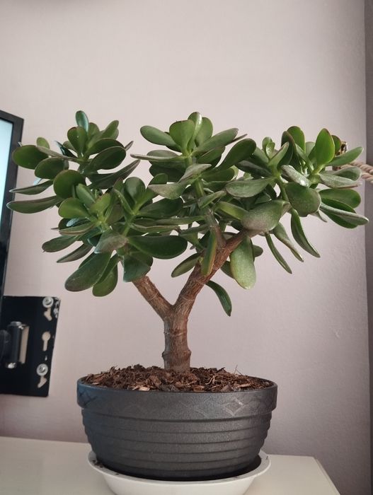 Крассула (толстяка, монетное дерево)