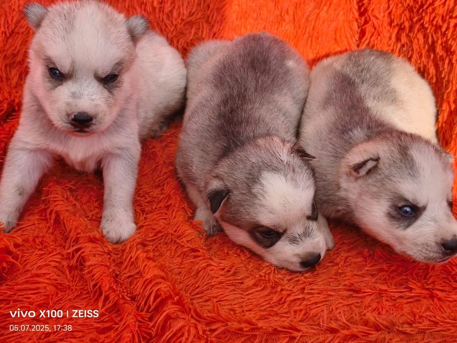 Очаровательные щенки сибирской хаски.