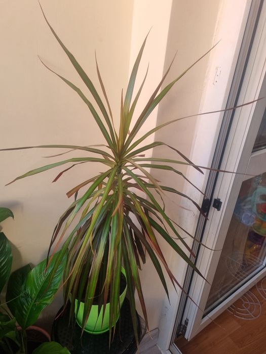 Продавам-Драцена маргината