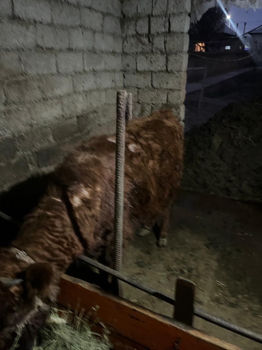 Сыйырлар сатыладыь