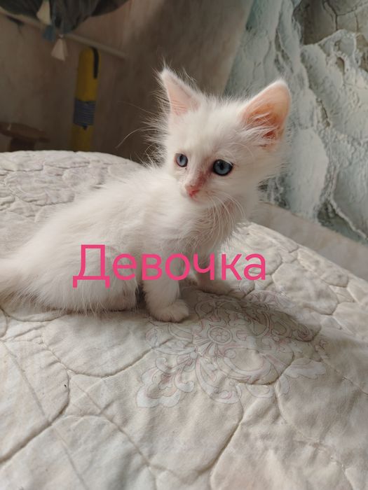 Отдам котенка   в добрые руки