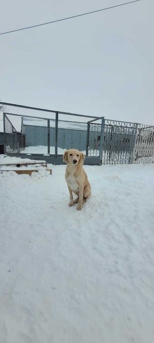 собака-мальчик ищет хозяина