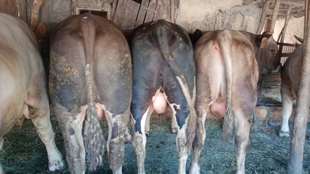 Vând tauri pentru sacrificare
