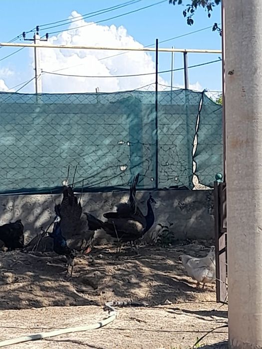 Павлин 3 еркек 1 ұрғаш