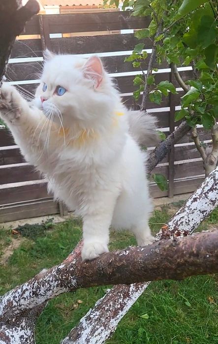 Fetita British longhair cu ochi albastri superba - pedigree, teste genetice negative