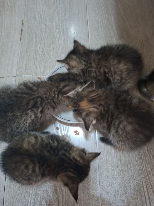 Отдам даром в добрые руки