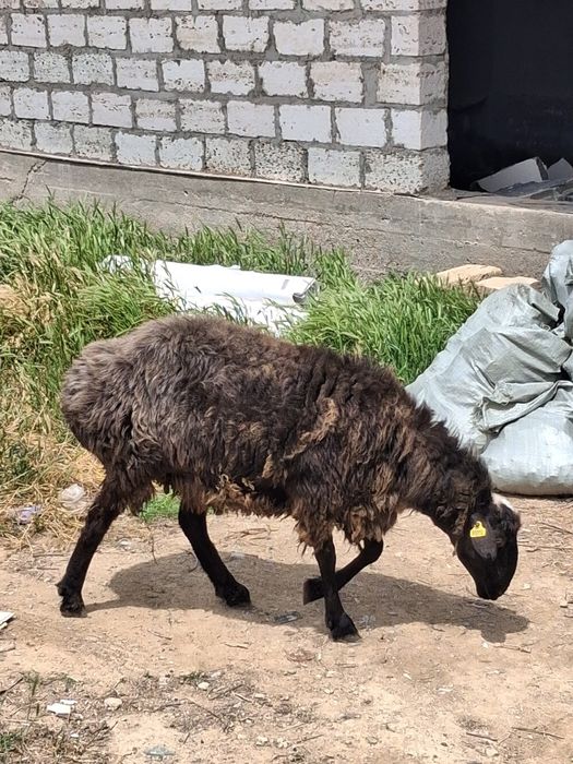 Кошкар сатылады Татьяна дачада
