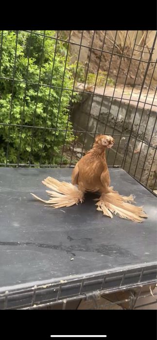 Голубка желтый самка