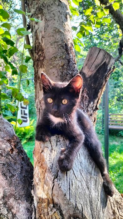 Котенок черный  бесплатно