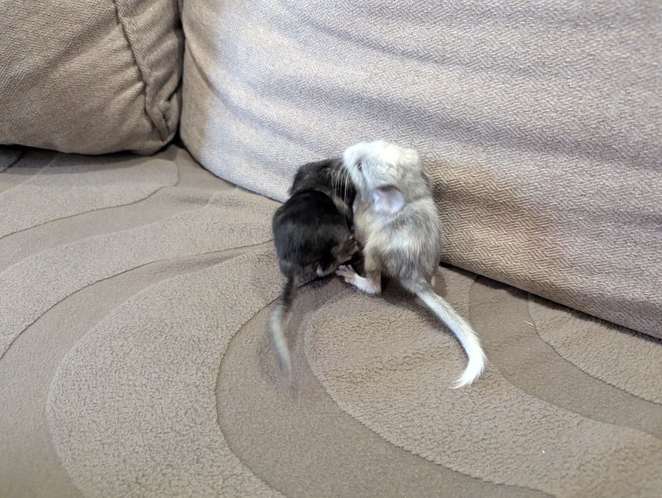 Шиншиллы. Бронирование