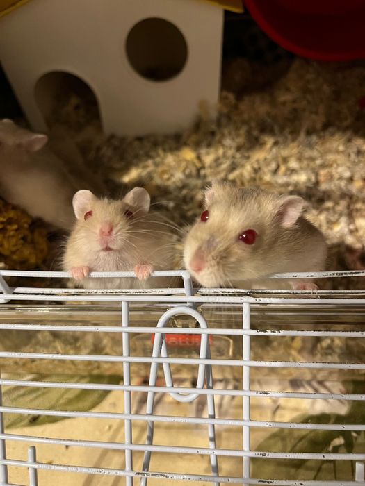 Pui de hamster pitic siberian