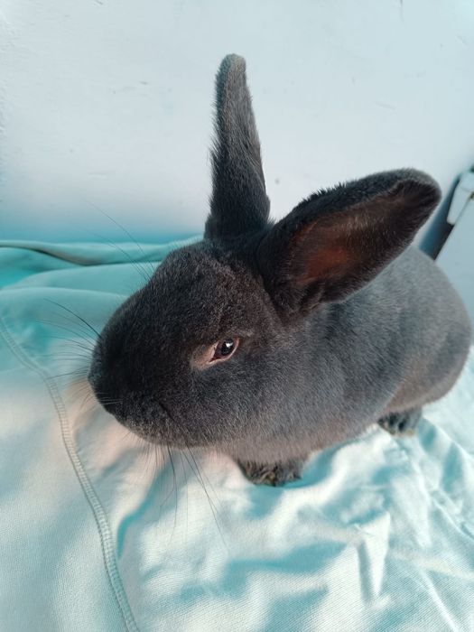 Mascul vienez albastru 4luni