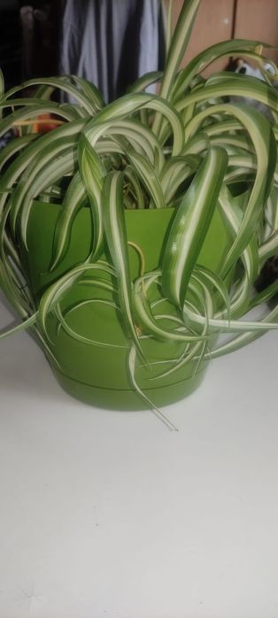 Хлорофитум в новом горшке