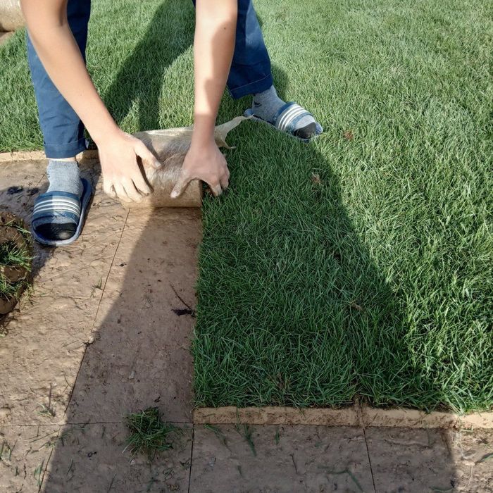 Газон рулонный,.