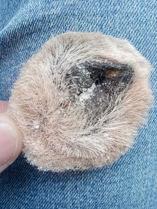 Влагалище волчицы оригинал