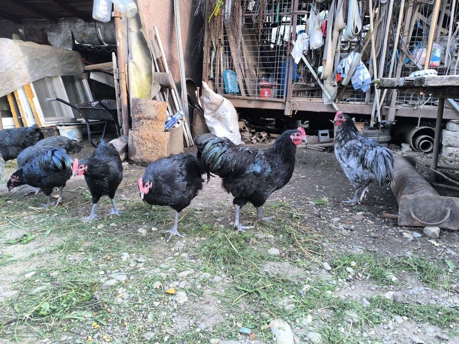Cocos australorp