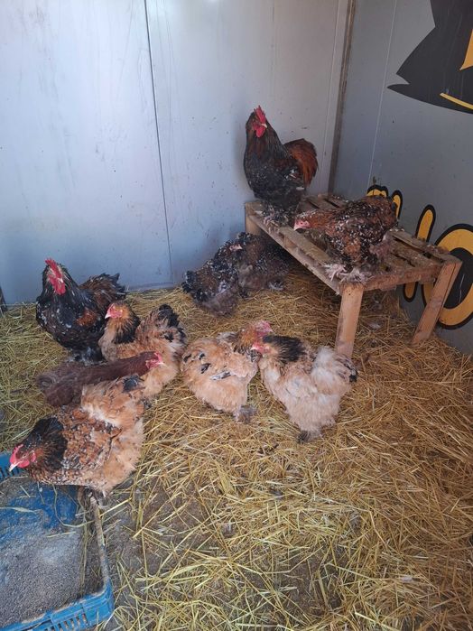 Яица за люпене от Брама,Кохен и Орпингтон