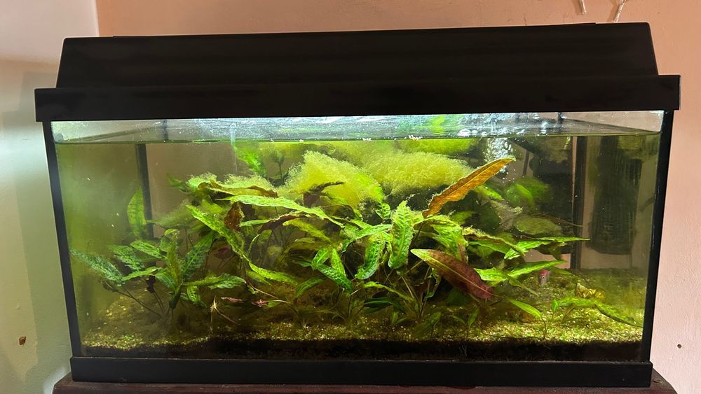 Acvariu Juwel - 60 L