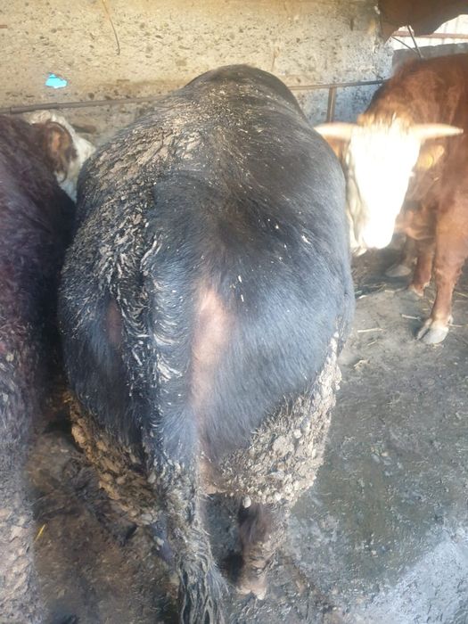 Сельхоз животные продам