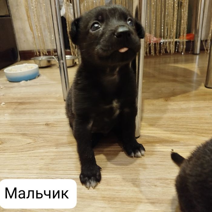 Малыши щенки ищут себе дом