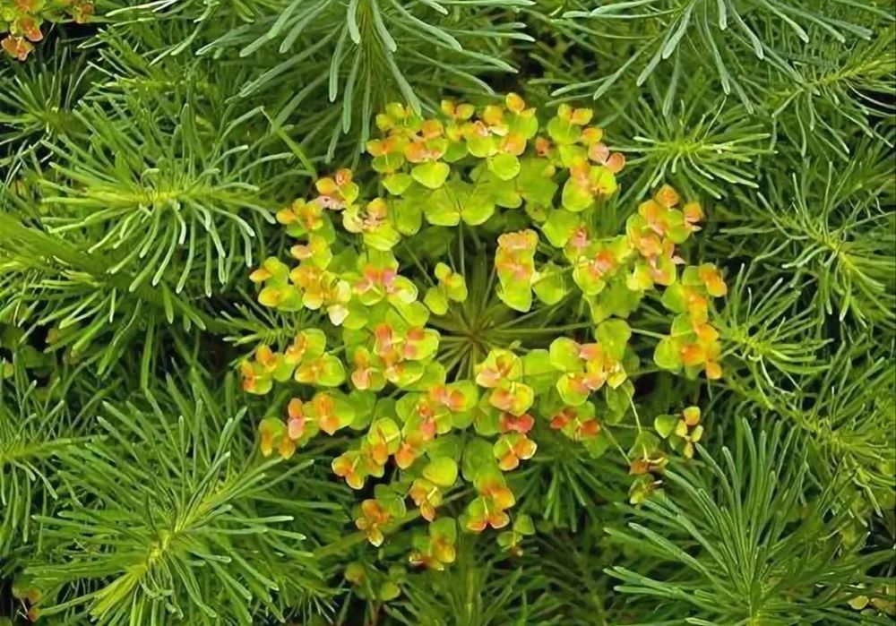 Молочай кипарисовый