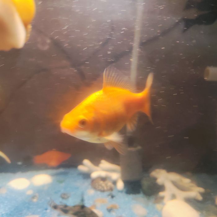 Золотая рыбка 12см-14см  самовывоз