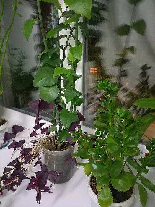 Продам комнатные  цветы