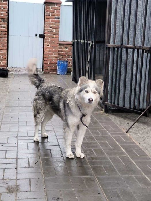 Пропала собака по кличке Ася