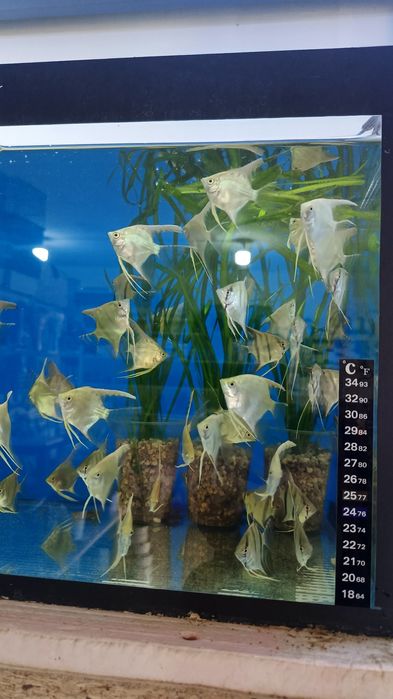 Продаётся аквариумные рыбки