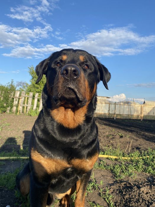 Ротвейлер на вязку