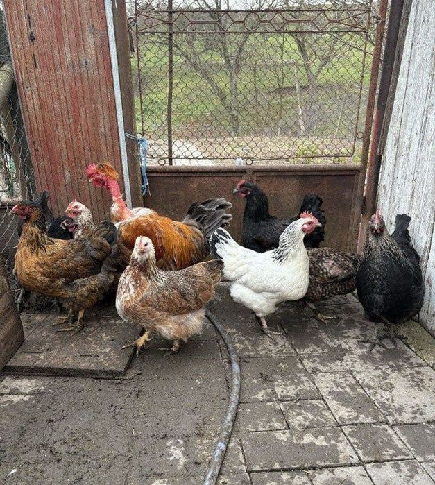 Vând găini de țară