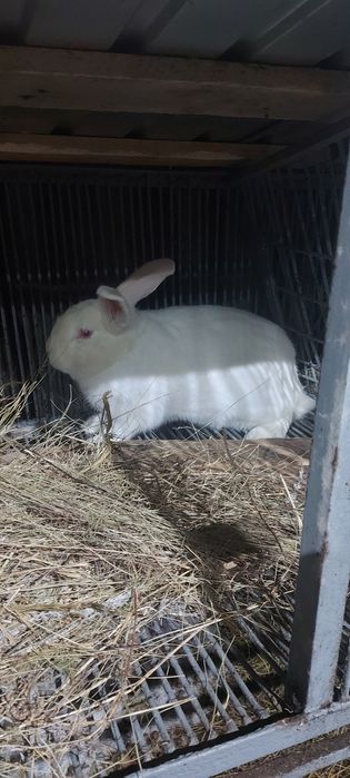 Продам кроликов .